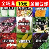 蔬菜种子夏季种 玉米种子 菠萝/水果/草莓玉米 甜/黑/糯玉米