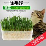 包邮水晶猫草营养猫草种子猫草种植套装猫咪去毛球调理肠胃猫零食