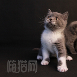 英国短毛猫蓝白英短母MM小猫幼猫CFA绿纸带繁育权