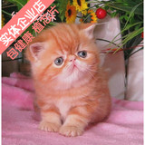 异国短毛猫   CFA注册加菲猫 红虎斑加白MM 纯种宠物 （重庆）