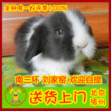 【兔子邦】精品纯种荷兰道奇紫灰黄色垂耳兔宠物兔子活体宝宝北京