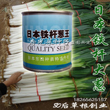 日本进口大葱种子 大葱种子日本 铁杆 盆栽 易种 批发100g