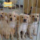 拉布拉多幼犬宠物狗狗出售 纯种拉布拉多 小七拉布拉多 公母都有