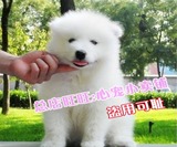 上海 出售纯种高品质萨摩耶幼犬宝宝 萨摩耶犬活体 可上门看狗at7