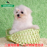 玛马尔济斯犬纯种幼犬袖珍茶杯狗狗出售 体型非常小巧的宠物狗