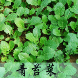 山东泰山种子青苔菜适合盆栽适应性广耐寒性极强生长速度快的蔬菜