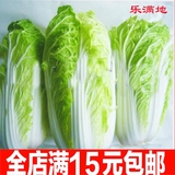 山东大白菜种子阳台种菜种子50天早熟高产大白菜籽秋冬播蔬菜种子