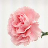 【粉色康乃馨】重庆同城鲜花批发可送货上门插花花材   18枝一扎