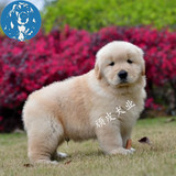 北京犬舍出售纯种金毛幼犬 宠物狗伴侣犬 巡回犬 黄金猎犬实拍