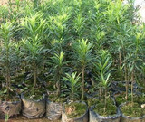 有氧花卉植物 四季常绿 日本罗汉松树苗 净化空气 防辐射 佛树