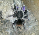 CG爬虫馆 玻利维亚钢铁蓝（purple earth）紫色种玻钢公8厘米