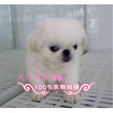 h1出售纯种北京京巴幼犬赛级宫廷犬超可爱长不大雪白的宠物狗