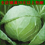 蔬菜种子 甘蓝种子 结球菊苣 包菜 洋白菜 阳台种菜种子四季易种