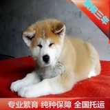 圣诞节犬舍促销纯种秋田犬忠犬八公日系宠物狗北京可送货实物拍摄