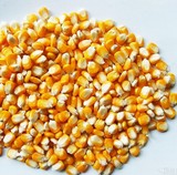 2015农家自产散装有机玉米粒苞米粒棒子粒 鸡鸭动物饲料 杂粮500g