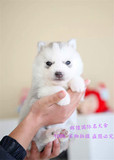 纯种赛级双血统的 哈士奇幼犬出售，烟灰色西伯利亚雪橇犬宠物狗