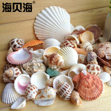 天然贝壳海螺珊瑚 鱼缸装饰品拍摄道具多肉微景观地中海布景海星
