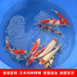 锦鲤活体鱼苗日本纯种红白大正三色昭和丹顶渔场直销包活淡水鱼