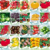 包邮蔬菜小西红柿樱桃番茄圣女果种子家庭盆栽水果阳台种春播种子