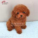 凌空星巴斯 韩国纯种红色泰迪贵宾茶杯幼犬宠物狗活体出售H183