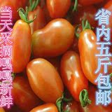 东港特产新鲜水果 409小柿子 圣女果 小番茄 4斤省内包邮