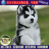 哈士奇犬纯种幼犬活体宠物狗狗三把火蓝眼赛级西伯利亚雪橇犬ww01