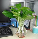 绿萝吊兰花卉盆栽水培植物套装室内净化空气吸甲醛绿植办公室