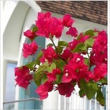 攀援植物花卉 红花 玫红三角梅盆栽庭院阳台重瓣三叶梅叶子梅盆景