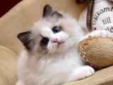 CFA纯种美国布偶猫 带繁育权蓝山猫双色布偶 母猫幼猫宠物buou8