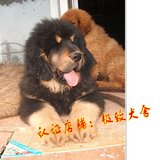 藏獒 幼犬 狮头虎头 铁包金藏獒狗 藏獒幼犬出售 大小藏獒幼崽