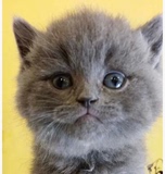 【英短蓝猫】活体宠物猫 包子纯种英国短毛猫短耳猫 英国短毛蓝猫