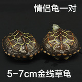 特价乌龟活体宠物长寿风水龟中华草龟小乌龟外塘情侣金线龟包邮