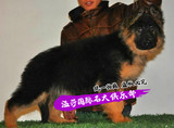 出售纯种 德牧犬 德国牧羊犬 警犬 护卫犬 黑背犬 幼犬、宠物狗狗