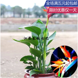 鹤望兰天堂鸟大型绿植盆栽植物花卉北京办公室内净化空气除吸甲醛