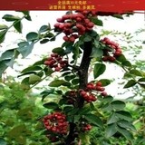 花椒树苗 中国特有的香料 大红炮花椒苗 位十三香之首