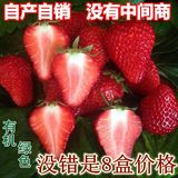 北京特产 新鲜草莓奶油草莓 有机草莓红颜草莓采摘草全国顺丰包邮