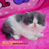 活体蓝白加菲猫MM小母猫宠物幼猫异国短毛（长毛）猫（已 定）