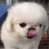 出售纯种北京京巴幼犬赛级宫廷犬超可爱长不大雪白的宠物狗狗162