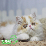【宠猫屋】猫咪活体宠物 异国短毛猫波斯猫加菲猫 可爱红白弟弟