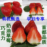 北京特产 新鲜水果巧克力草莓奶油草莓有机红颜草莓1.5斤包顺丰