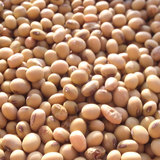 有机黄豆 纯天然农家自种 非转基因可发豆芽黄豆种子梅州特产杂粮