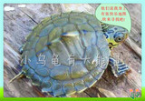 乌龟 中华草龟 宠物龟 精品地图龟苗 小地图 密西西比地图龟