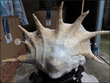 超大七角螺 天然大海螺贝壳海星珊瑚 鱼缸装饰 摆件礼品 厂家批发