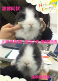 甜馨同款【道奇猫猫兔】荷兰纯种垂耳兔 活体宠物兔宝宝 侏儒兔