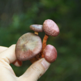 野生红菇100g红蘑菇松树伞东北特产干货农家正宗松伞蘑天然食用菌