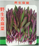 寿光蔬菜种子野菜种子野生曲麻菜种子 苦麻菜种子苦菜种子四季2克