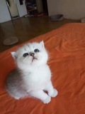 英国短毛猫 纯种折耳银渐层 宠物猫立耳银渐层幼猫活体 可爱