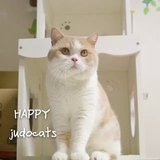 【JUDO CATS】CFA英国短毛猫DD 乳白色英短 乳色加白HAPPY 展示