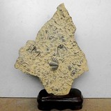 天然三叶虫燕子化石 奇石观赏石原石摆件石头批发收藏礼品
