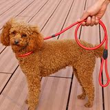 中小型犬泰迪博美比熊吉娃娃项圈栓狗p链训练锦纶材质牵引绳